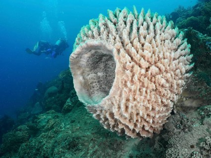Diver discovering a large light-coloured sponge, Barrel sponge, barrel sponge (Xestospongia