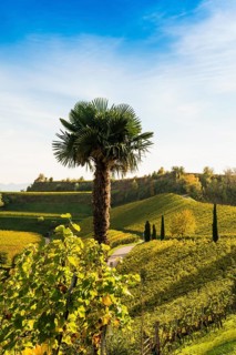 Vineyards and winery with palm trees and cypresses in autumn, Blankenhornsberg, near Ihringen,