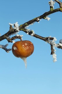Apple in hoarfrost, Allgäu, Bavaria, Germany, Allgäu, Bavaria, Germany, Europe