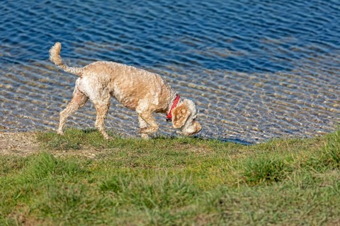 Dog on the way to Cuckmere Haven, Seven Sisters, South Downs, England, Great Britain