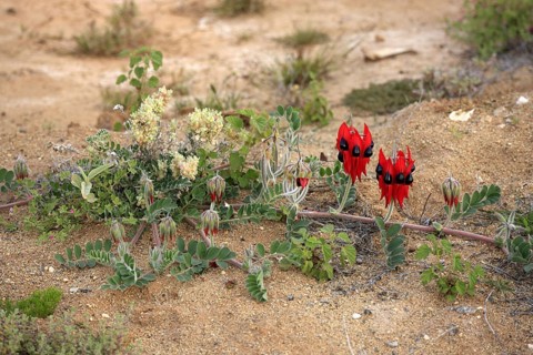 Sturt's Desert Pea, Sturt national park, New South Wales, Australia (Swainsona formosus)
