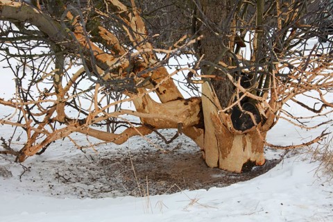 Fruit tree damaged by european rabbit (Oryctolagus cuniculus) and other rodents by eating the bark