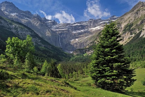 Mountain Pine (Pinus mugo), Mugo Pine in the Cirque de Gavarnie and the Gavarnie Falls, Grande
