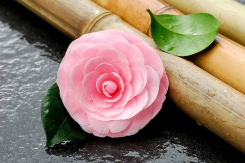 Camellia (Camellia japonica) and bamboo cane, bamboo