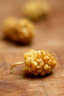 White mulberry (Morus alba) dried fruits, mulberry tree