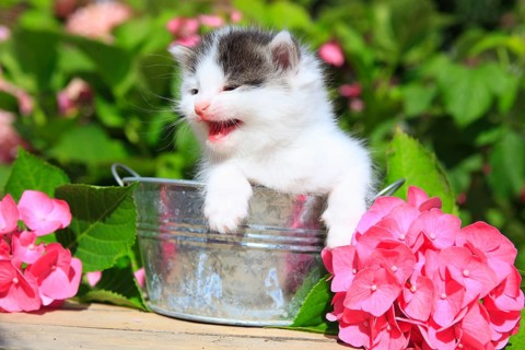 House cat, kitten, 3 weeks
