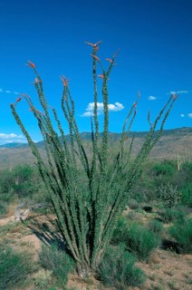 Ocotillo (Fouquieria splendens), Sonora desert, Arizona, USA, North America
