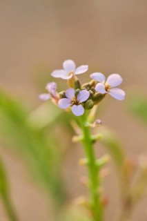 European searocket (Cakile maritima) blooming on the beach, "Platja del Fangar", nature reserve,