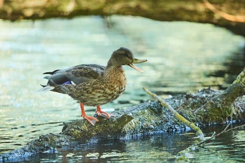Wild duck (Anas platyrhynchos) female standing on an old tree trunk, Bavaria, Germany, Europe