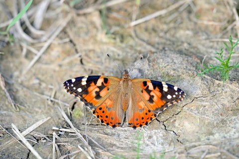 Small tortoiseshell (Aglais urticae) sitting with wings spread on the ground, North