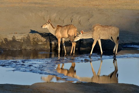 female Zambezi greater kudu (Strepsiceros zambesiensis), waterhole, near Somalisa, Hwange National