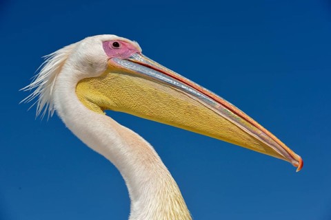 Great white pelican (Pelecanus onocrotalus), portrait, by Pelican Point, Walfish Bay, Erongo