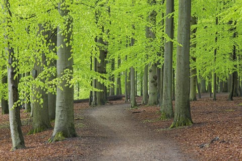 Path winding through forest with European beech (Fagus sylvatica) trees showing fresh green foliage