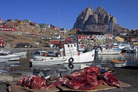 Muskox (Ovibos moschatus) meat from hunters on display at the Uummannaq harbour, North-Greenland,
