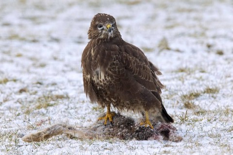 Common buzzard (Buteo buteo) feeding on hare in the snow in winter, Germany, Europe
