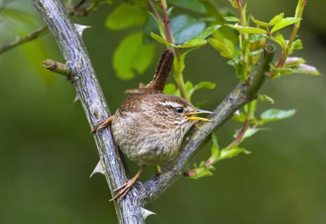 Eurasian wren (Troglodytes troglodytes) perched in bush, Belgium, Europe