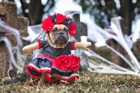 French Bulldog dog dressed up with La Catrina Halloween costume with red and black dress with rose