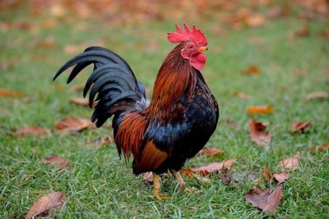 Bantam rooster (Gallus gallus f. Domestica), captive, Bavaria, Germany, Europe