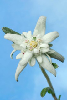 Edelweiss(Leontopodium alpinum) (Leontopodium nivale subsp. alpinum)