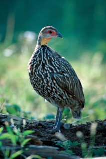 Yellow-necked Spurfowl (Francolinus leucoscepus), Samburu Game Reserve, Kenya (Pternistis