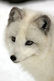 Arctic fox (Alopex lagopus) (Vulpes lagopus)