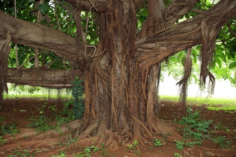 Strangler Fig, Sabi Sabi Game Reserve, Kruger National Park, South Africa (Ficus watkinsiana),