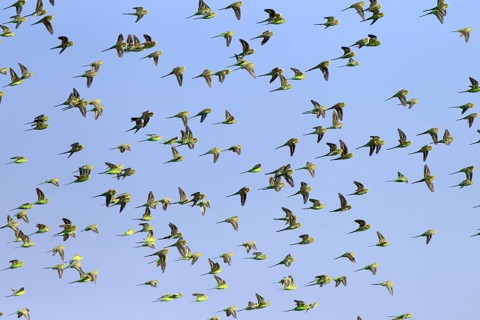 Budgerigars (Melopsittacus undulatus), New South Wales, Australia, Oceania