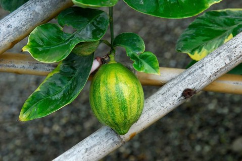 Variegated lemon ( Citrus limon Foliis Variegatis)
