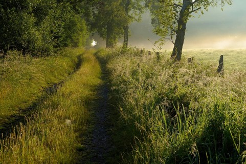 Field path in the morning mist, Dingdener Heide nature reserve, North Rhine-Westphalia, Germany,