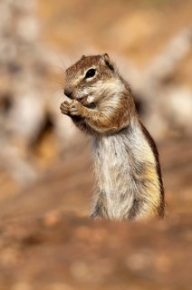 Barbary ground squirrel (Atlantoxerus getulus), chipmunk, Atlantic squirrel, ground squirrel,