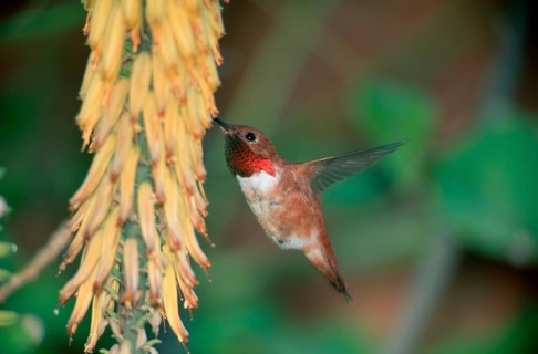 Rufous Hummingbird (Selasphorus rufus), Sonora desert, Arizona, USA, North America