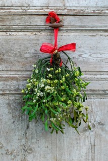 Mistletoe (Viscum album) on old door, mistletoe