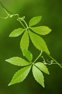 Jiao-gu-lan, Jiaogulan, female ginseng, Jiaogulan (Gynostemma pentaphyllum)