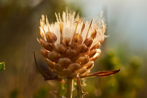Seeds of a Cardueae plant (Rhaponticum coniferum) at Mount "La Talaia del Montmell" at evening,