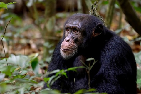 Western chimpanzee (Pan troglodytes verus) sits in the rainforest, wildlife, near Bossou, Nzérékoré