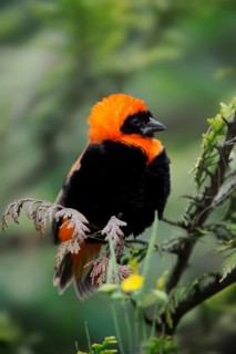 Southern red bishop (Euplectes orix), male, captive, occurring in Africa