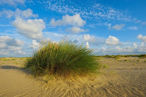 Common beach grass, De Hors beach, near Den Hoorn, Texel island, North Holland, Netherlands
