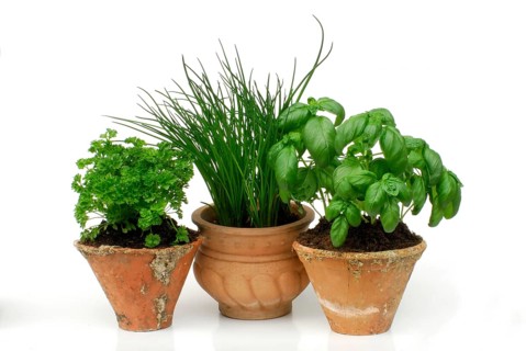 Curly parsley, Chive (Allium schoenoprasum) and Basil (Ocimum basilicum) in pots (Petroslinum