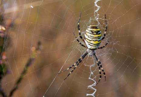 Wasp spider in web, Lüneburg Heath, Lower Saxony, Germany, Europe