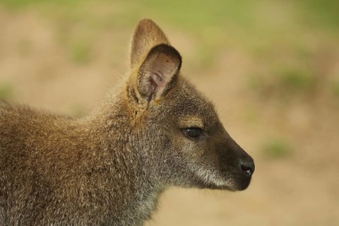 Red-necked wallaby (Macropus rufogriseus), portrait, wallabies, wallabia, wallaby, kangaroos,