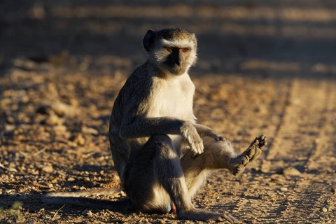 Vervet monkey (Chlorocebus pygerythrus), adult male sitting on a dirt road, eye contact, evening