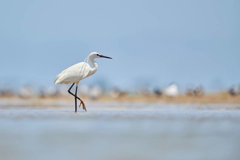 Little egret (Egretta garzetta) walking at the shore, hunting, sea, ebro delta, Catalonia, Spain,