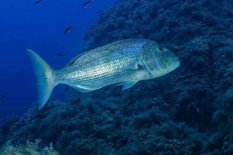 Common dentex (Dentex dentex), Mediterranean Sea, Santa Teresa di Gallura, Sardinia, Italy, Europe