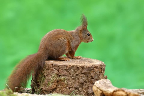 Eurasian red squirrel (Sciurus vulgaris), sitting on a tree stump, wildlife, Wilden, North