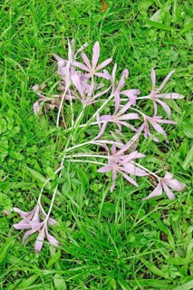 Autumn crocus (Colchium speciosum), September, Saxony, Germany, Europe