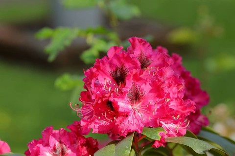 Red rhododendrons (Rhododendron), in a garden, Wilden, North Rhine-Westphalia, Germany, Europe