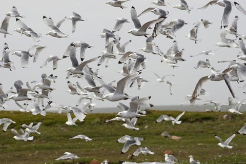 Kittiwakes (Rissa tridactyla) flying flock, Northern Norway, Scandinavia