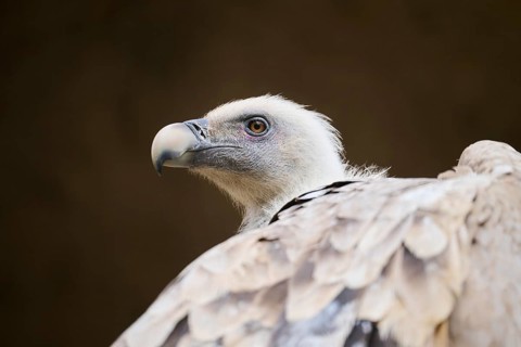 Griffon vulture (Gyps fulvus), portrait, Spain, Europe