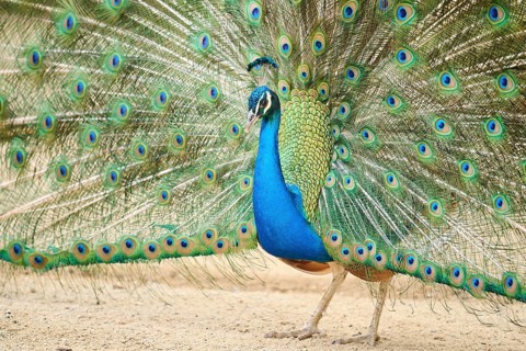 Indian peafowl (Pavo cristatus) spread one's tail (feathers) on the ground, Spain, Europe