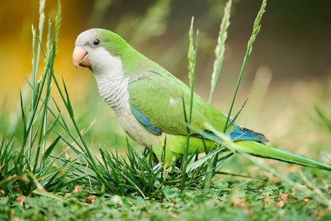Monk parakeet (Myiopsitta monachus) wildlife on a meadow, Catalonia, Spain, Europe